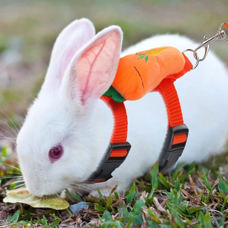 Leash set