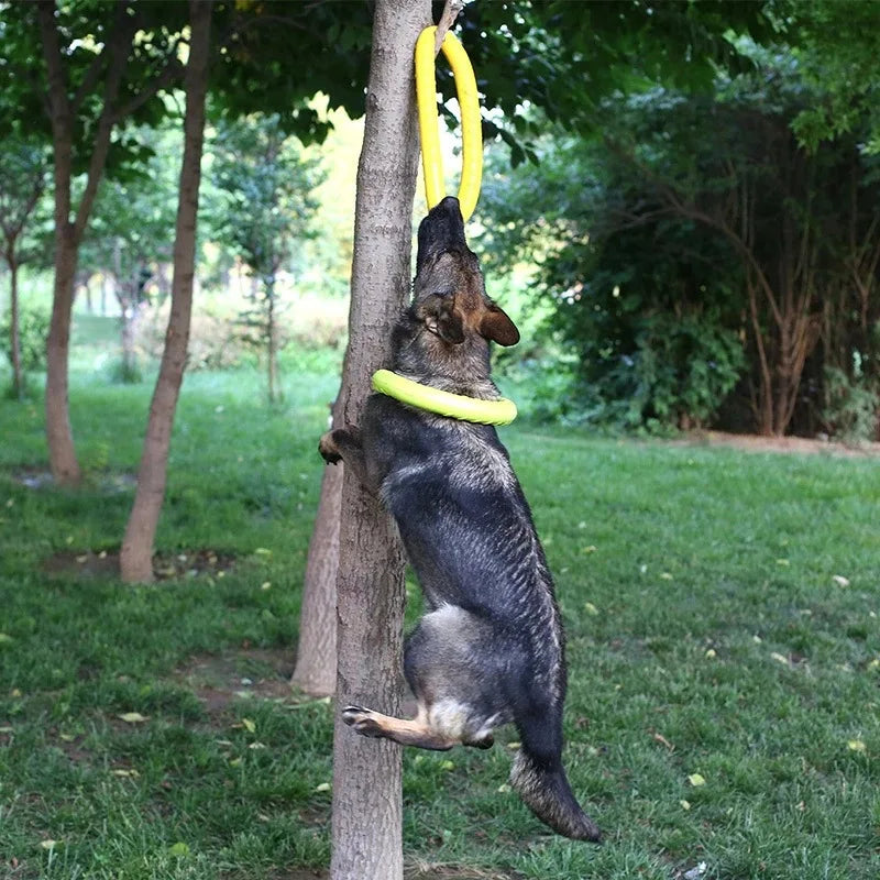 Dog training ring