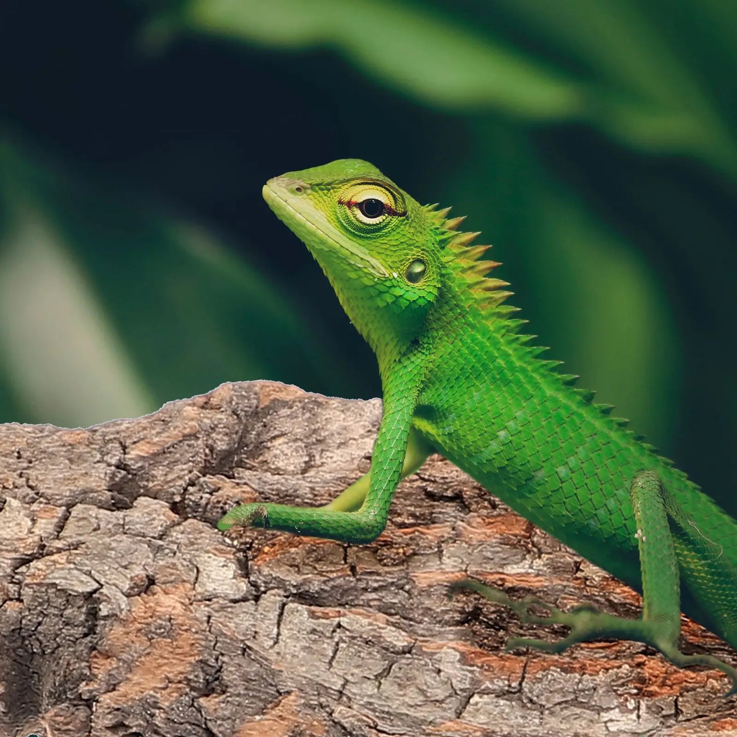 Natural cork bark decor for reptiles