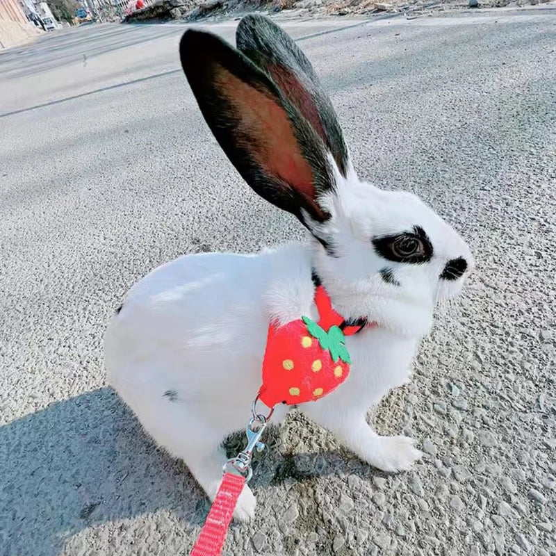 Leash set 