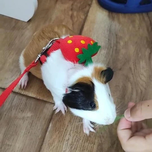 Leash set 