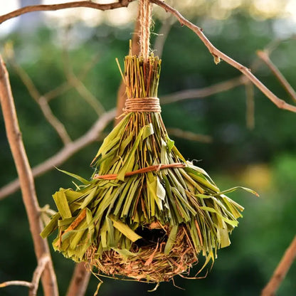 Natural Bird's Nest 
