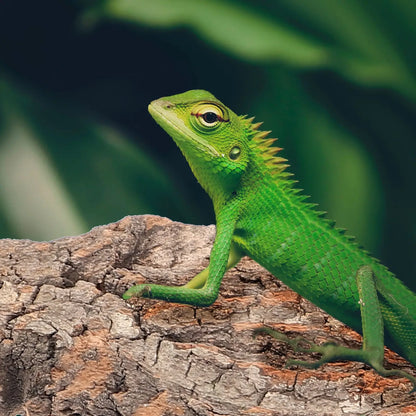 Natural cork bark decor for reptiles 