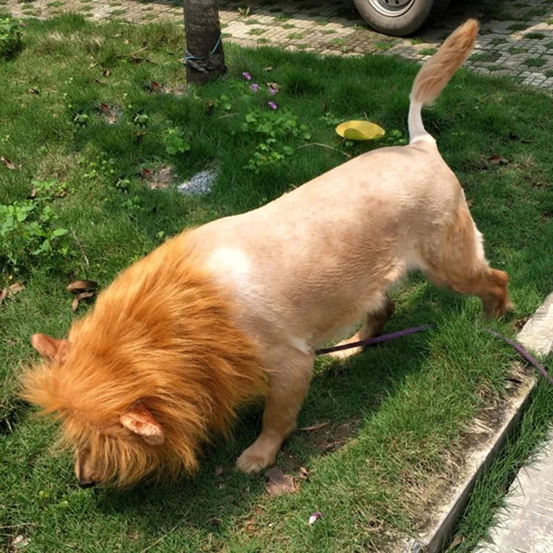 Cute cosplay outfits for pet dogs 